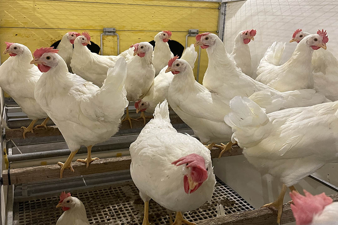 Chickens at the University of Saskatchewan (USask) Department of Animal and Poultry Science. (Photo: USask)